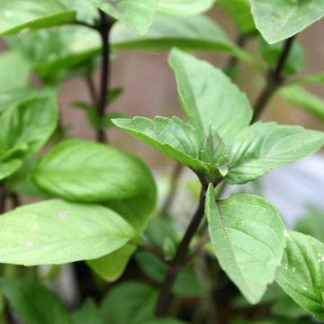 Basil Cinnamon organic seeds - Cinnamon basil