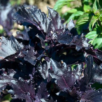 Basilic Purple Ruffles