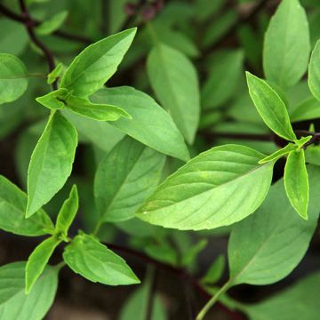 Thai Basil organic seeds - Thai basil