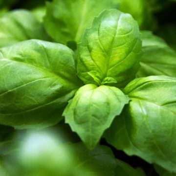 Basil Ah Nice organic seeds - Anise basil