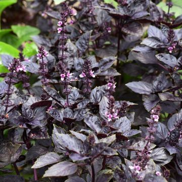 Basil Dark Opal - Ocimum basilicum Purpurascens