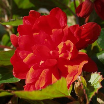 Begonia Belleconia Hot orange