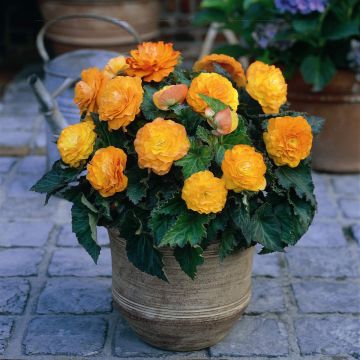 Begonia Non Stop® Apricot - Tuberous begonia
