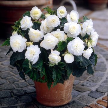 Begonia Non Stop® White - Tuberous begonia
