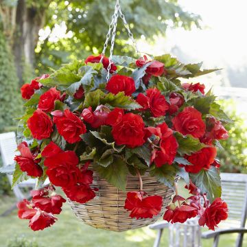 Trailing begonia Scarlet Cascade - Begonia pendula