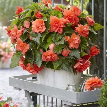 Trailing begonia Cascade Salmon - Begonia Pendula