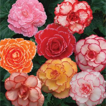 Marbled Begonia Mix
