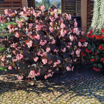 Begonia Stonehedge Light Pink Bronze Leaf - Interspecific hybrid begonia