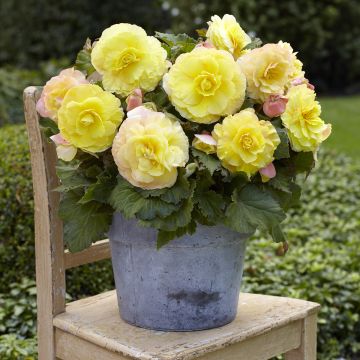 Begonia × tuberhybrida Superba Yellow - Tuberous begonia