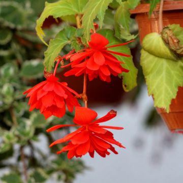 Orange Begonia pendula Tuberhybrida