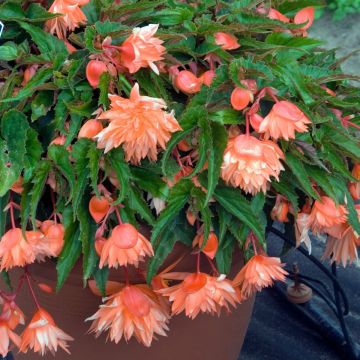 Begonia Belleconia Mango