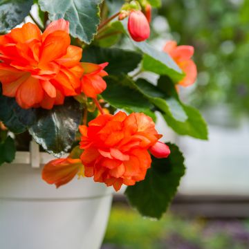 Trailing begonia Orange Cascade - Begonia Pendula