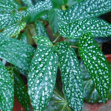 Begonia albopicta