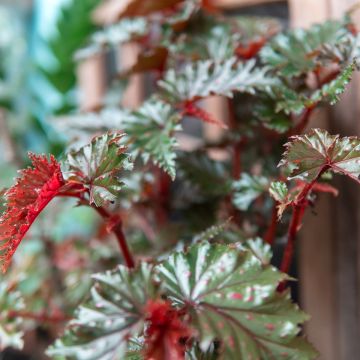 Begonia serratipetala