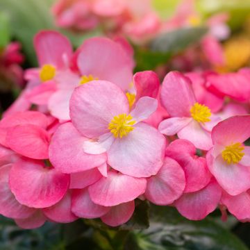 Begonia semperflorens Mascotte Bicolour Improved