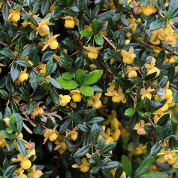 Berberis hybrido-gagnepainii Chenaultii - Barberry