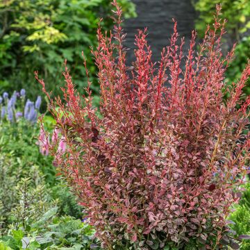 Berberis thunbergii Pink Pillar - Barberry