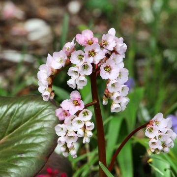 Bergenia x schmidtii - Elephant's Ears Bergenia x schmidtii - Elephant's Ears