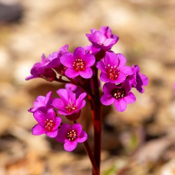 Bergenia cordifolia Eroïca - Elephant's Ears