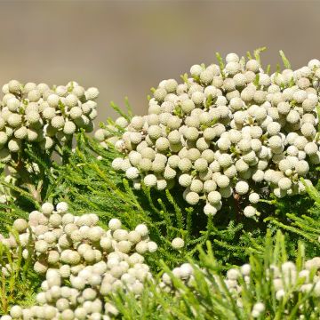 Berzelia lanuginosa