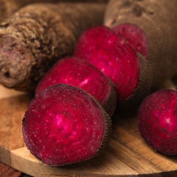 Betterave rouge Crapaudine - Vilmorin