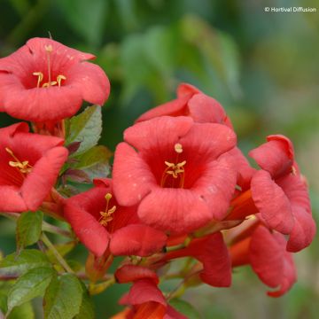 Campsis radicans x grandiflora 'Mincamroug 13' Ebony & Red® - Bignone hybride Ebony and Red