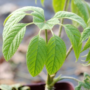 Brassaiopsis mitis Artic Jungle - Philippine umbrella plant