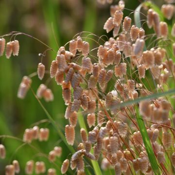 Briza maxima - Greater quaking grass