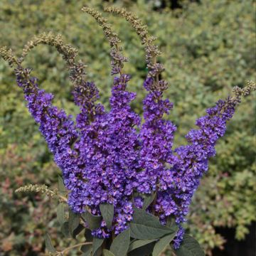 Buddleia Blue Chip Jr - Butterfly Bush