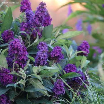 Buddleja x davidii 'Tinpurbud' Tiny Buddy Deep Blue - Arbre aux papillons Tiny Buddy Deep Blue