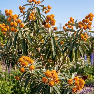 Buddleja megalocephala