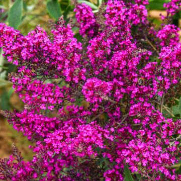Buddleja davidii Octopus Magenta - Butterfly bush