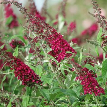 Buddleja Rêve de papillon Red - Butterfly bush
