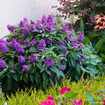 Buddleja davidii Tiny Buddy Violet - Butterfly bush