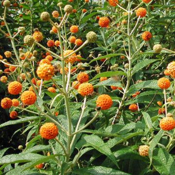 Buddleja globosa - Orange Ball Tree