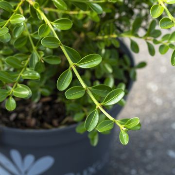Buxus Renaissance - Boxwood
