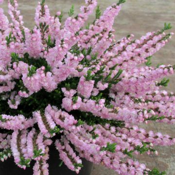 Calluna vulgaris Radnor - Heather