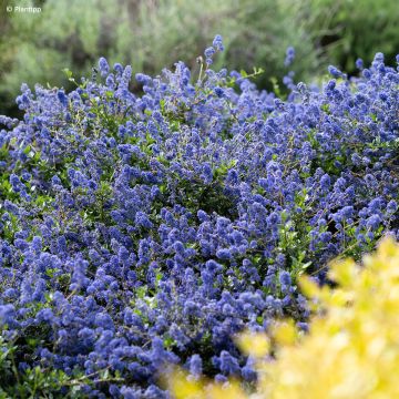 Ceanothus  Pacific Wave - Céanothe, Lilas de Californie, Lilas de Santa-Barbara