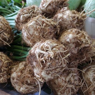 Celery Roem van Zwijndrecht organic seeds - Apium graveolens 