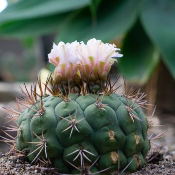 Gymnocalycium saglionis - Giant chin cactus