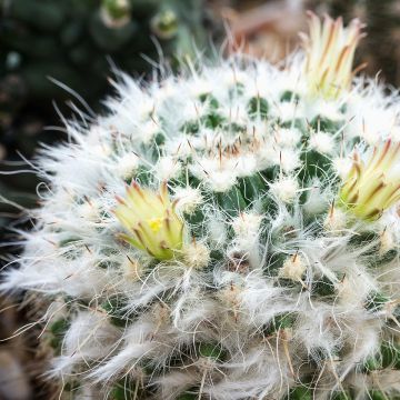 Mammillaria baxteriana - Cactus