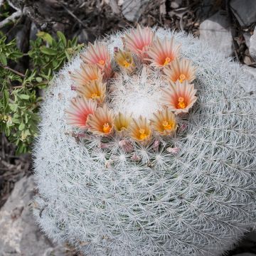 Mammillaria candida - Snowball pincusion