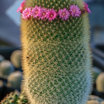 Mammillaria pilcayensis - Cactus