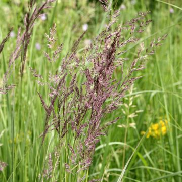 Calamagrostis acutiflora Overdam - Feather Reed Grass