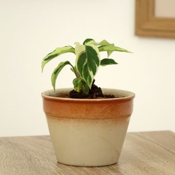 Calathea lietzei Fusion White - Peacock plant