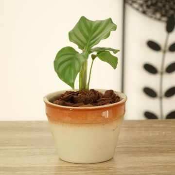 Calathea orbifolia - Peacock plant