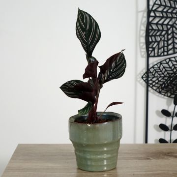 Calathea ornata - Pinstripe Calathea