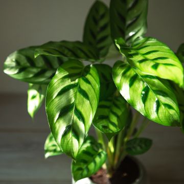 Calathea sanguinea