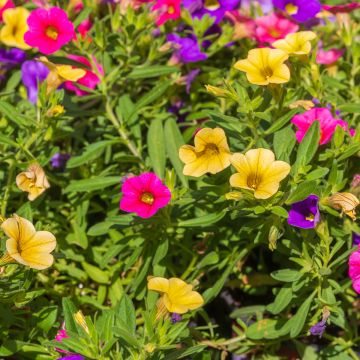 Calibrachoa Noa Mixis Cymbeline - Trailing Petunia