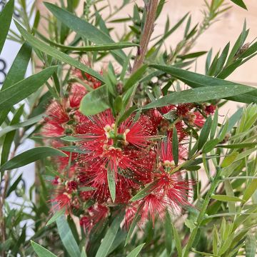 Callistemon viminalis Hannah Ray - Weeping bottlebrush